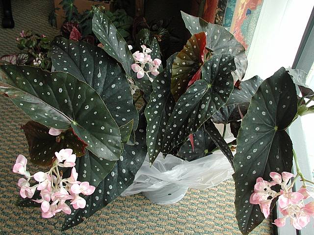 B. ‘Lone Star Aussie’